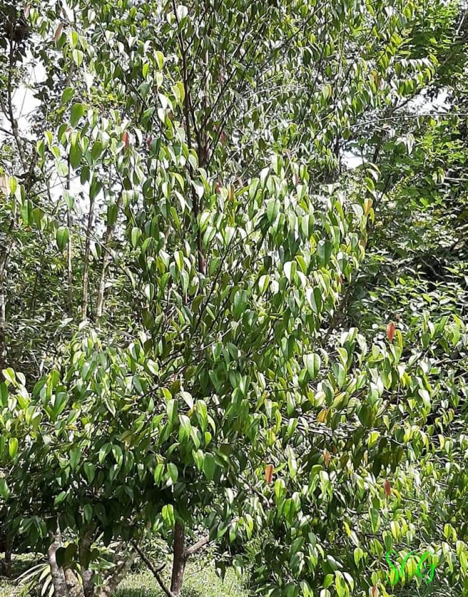 Doona congestiflora Thwaites
